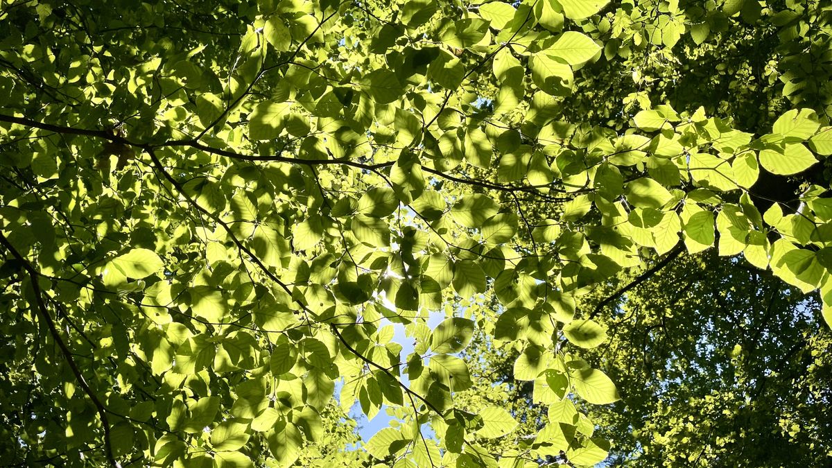 KVÍZ: Poznáte stromy podle listů?